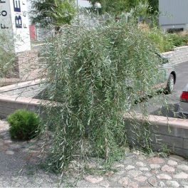 Ива пурпурная Pendula