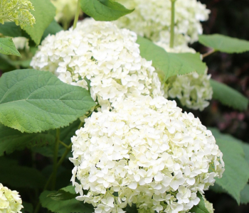 Гортензия древовидная Beauty Bell White