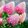 Гортензия метельчатая Pink and Rose