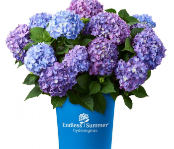 Гортензия крупнолистная Endless Summer Bloomstar blue