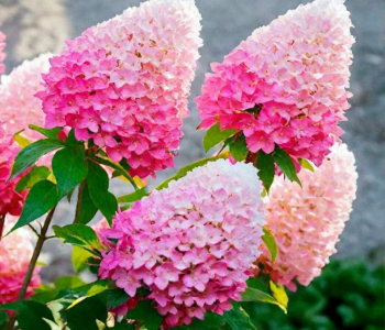 Гортензия метельчатая Pink and Rose