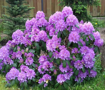 Рододендрон катевбинский Grandiflorum