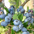 Голубика садовая Blueray