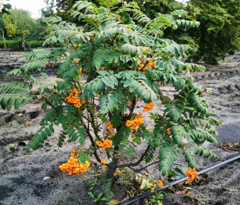 Рябина обыкновенная Globosum