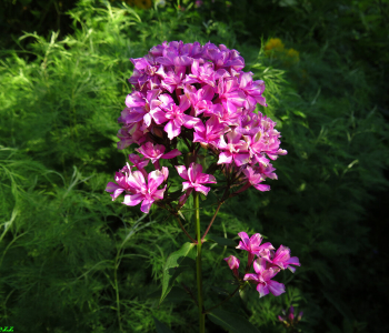 Флокс метельчатый Kvazimodo