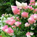Гортензия метельчатая Strawberry Blossom