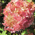 Гортензия метельчатая Mega Pearl