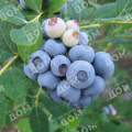 Голубика садовая Elisabeth