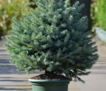 Ель колючая Sester Blue