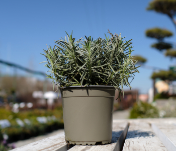 Лаванда узколистная Phenomenal