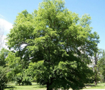 Вяз мелколистный