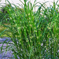 Мискантус китайский Strictus