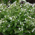 Медуница лекарственная Sissinghurst White