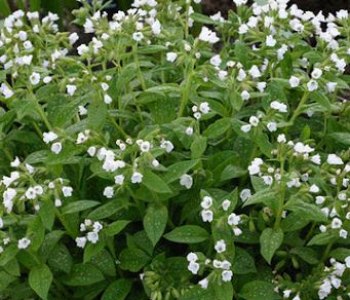 Медуница лекарственная Sissinghurst White