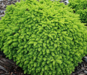 Ель обыкновенная Little Gem