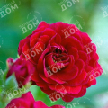 Роза Easy Elegance Paint the Jown