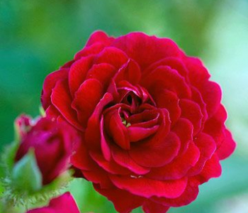 Роза Easy Elegance Paint the Jown