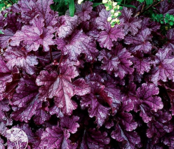 Гейхера Rex Purple