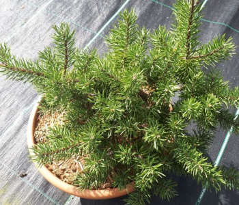 Сосна Банкса Tucker´s Dwarf