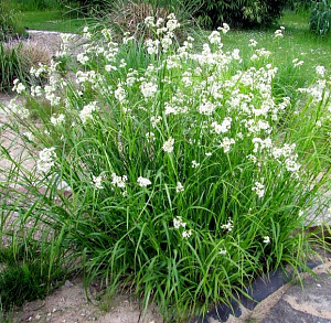 Саженцы ожика снежной