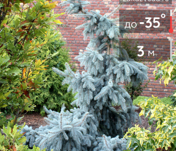 Ель колючая Glauca Pendula