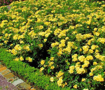 Роза почвопокровная Yellow Fairy