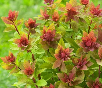 Спирея японская Tessa