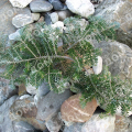 Пихта корейская Grune Spinne