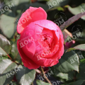 Роза флорибунда Gartenprinzessin Marie-Jose (Kordes)