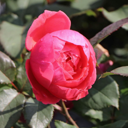 Роза флорибунда Gartenprinzessin Marie-Jose (Kordes)