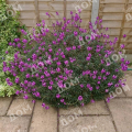 Желтушник Bowles Mauve