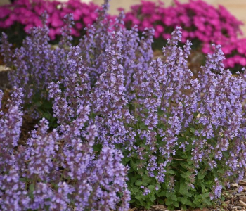 Котовник Фассена Cats Pajamas