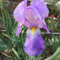 Ирис бородатый Lavender Luck