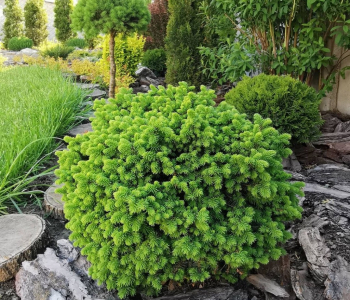 Ель обыкновенная Little Gem