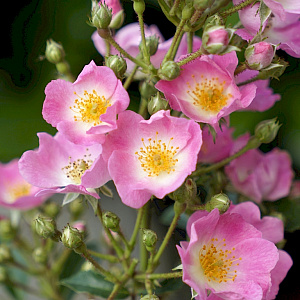 Роза Rosy Boom