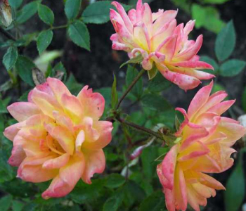 Роза почвопокровная Tricolor Fairy