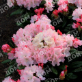 Рододендрон якушиманский Royal Rosy
