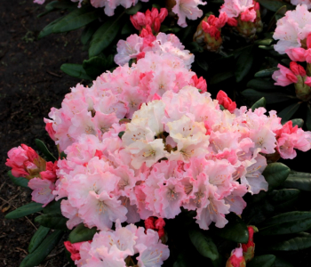Рододендрон якушиманский Royal Rosy