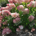 Гортензия метельчатая Magical Sweet Summer