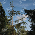Ель обыкновенная Virgata Glauca