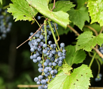Виноград душистый Ania
