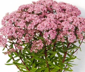 Очиток гибридный Jade Tuffet