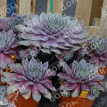 Молодило Big Sam Purple Quartz
