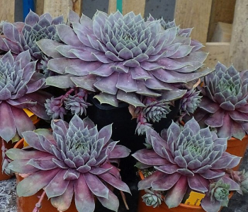 Молодило Big Sam Purple Quartz