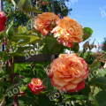 Роза плетистая Aloha (Kordes)