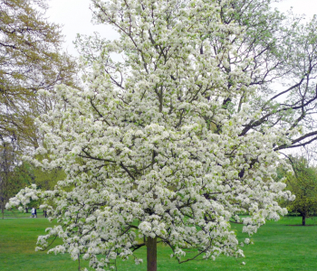 Груша уссурийская