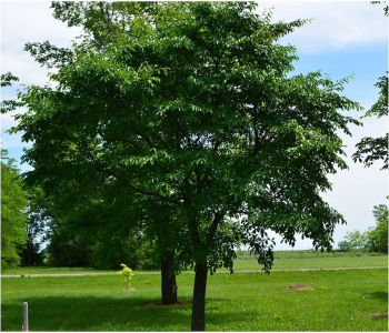 Вяз шершавый