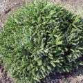 Ель обыкновенная Pumila Glauca