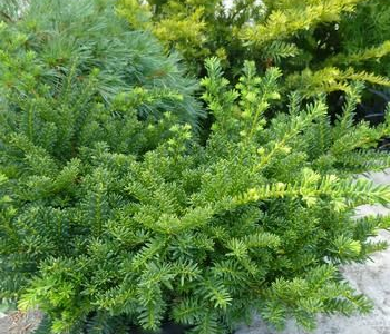 Тис средний Emerald Spreader