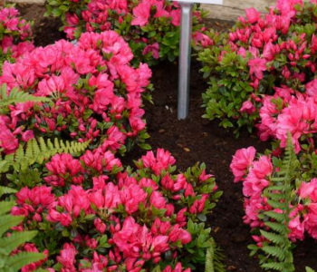 Рододендрон японский Anne Frank